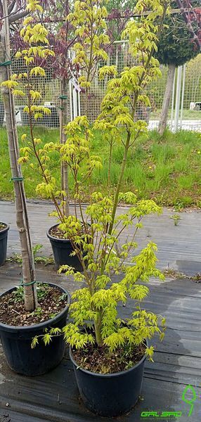 Acer palmatum - Клен японський 000002903#000005893 фото