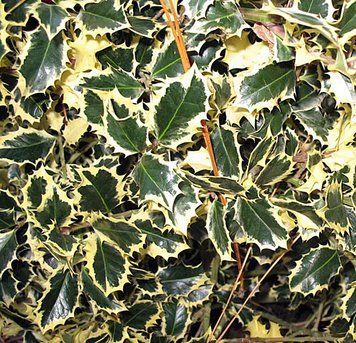 Ilex aquifolium "Variegatum" - Падуб звичайний "Variegatum" 000006744#300433    фото