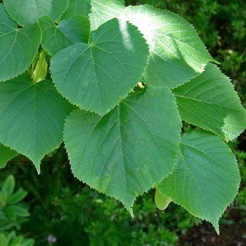 Tilia platyphyllos - Липа широколиста 000007386#310613    фото