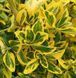 Euonymus japonicus 'Elegantissimus Aureus'- Бересклет японський 'Elegantissimus Aureus' 000003626#301119 фото 1