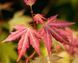 Acer palmatum - Клен японський 000002903#000005893 фото 1