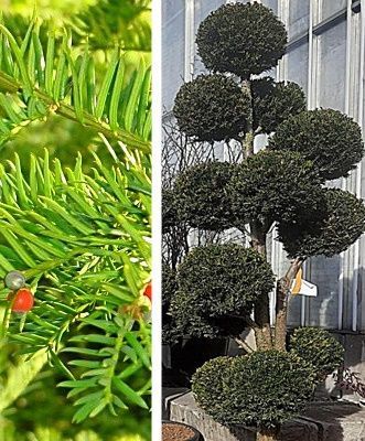Taxus (помпон) - Тис 000007386#346914 фото Taxus (помпон) - Тис 000007386#346914 фото