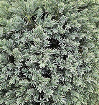 Juniperus squamata 'Blue Star' - Ялівець лускатий 'Blue Star' 000007386#305915    фото