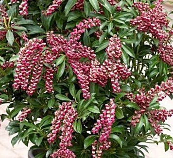 Skimmia japonica "Passion" - Скімія японська "Passion" 000007386#346227    фото