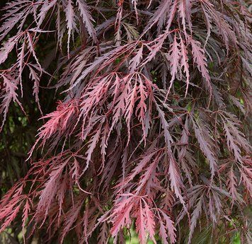 Acer palmatum 'Tamukeyama' - Клен японський 'Tamukeyama' 000006722#300411    фото