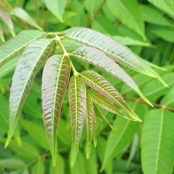 Toona sinensis - Цедрела китайська 000007386#310626    фото