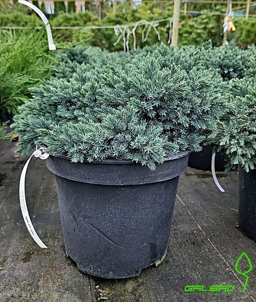 Juniperus squamata 'Blue Star' - Ялівець лускатий 'Blue Star' 000007386#305915    фото