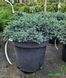 Juniperus squamata 'Blue Star' - Ялівець лускатий 'Blue Star' 000007386#305915    фото 2