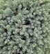 Juniperus squamata 'Blue Star' - Ялівець лускатий 'Blue Star' 000007386#305915    фото 1