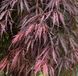 Acer palmatum 'Tamukeyama' - Клен японський 'Tamukeyama' 000006722#300411    фото 1