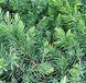 Juniperus conferta 'Schlager' - Ялівець береговий 'Schlager' 000007386#305521    фото 1
