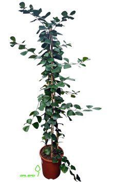Фікус Natalensis Trinova 000007386#342783    фото