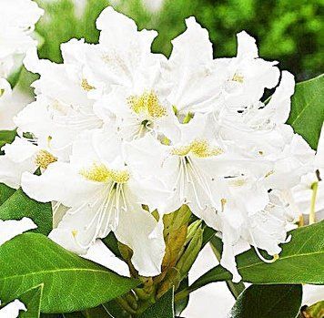 Rhododendron "Cunninghams White" - Рододендрон "Cunninghams White" 000007386#309121    фото