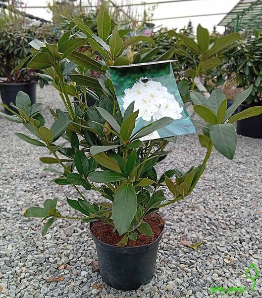 Rhododendron "Cunninghams White" - Рододендрон "Cunninghams White" 000007386#309121    фото