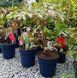 Paeonia suffruticosa - Півонія деревовидна 000007386#307021    фото 2