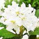 Rhododendron "Cunninghams White" - Рододендрон "Cunninghams White" 000007386#309121    фото 1