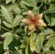 Paeonia suffruticosa - Півонія деревовидна 000007386#307021    фото 1