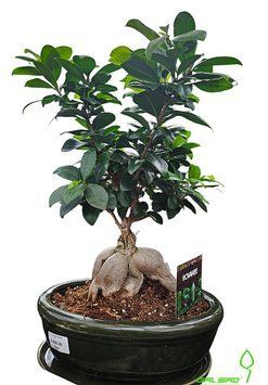 Фікус microcarpa Ginseng 000007386#347011    фото