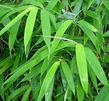 Bambusa Metake "Arundinaria Jap" - Бамбук стріловий "Arundinaria Jap" 000007386#302950    фото