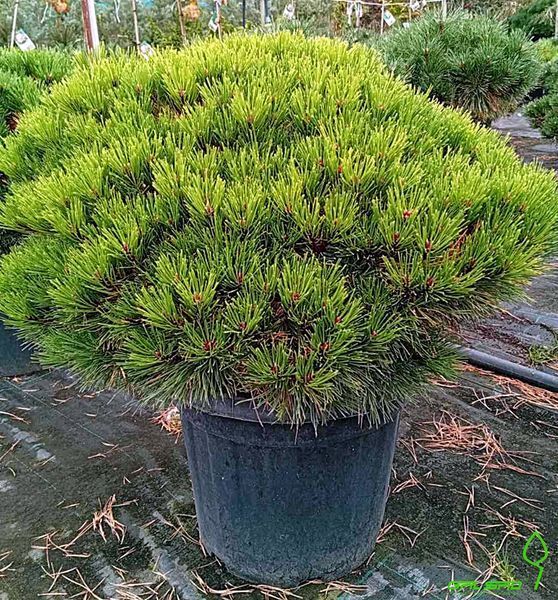 Pinus mugo 'Marie Bregeon' - Сосна гірська 'Marie Bregeon' 000007386#346868    фото