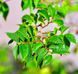 Ulmus minor 'Jacqueline Hillier' - В'яз малий 'Jacqueline Hillier' 000007386#310716    фото 1