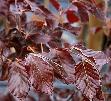 Fagus sylvatica 'Purpurea Pendula' - Бук лісовий 'Purpurea Pendula' 000003627#000006230 фото