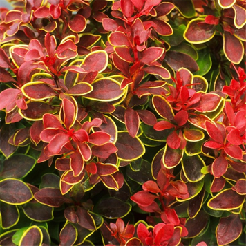 Berberis thunbergii 'Admiration' - Барбарис Тунберга 'Admiration' 000007386#303000    фото