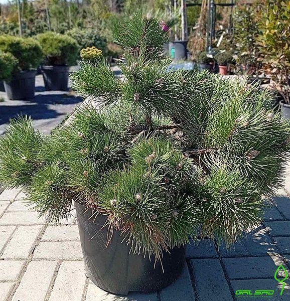 Pinus nigra - Сосна чорна 000006921#301387 фото
