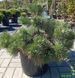 Pinus nigra - Сосна чорна 000006921#301387 фото 3