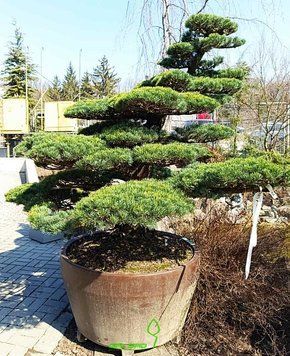 Pinus parviflora - Сосна біла японська 000007386#308362    фото