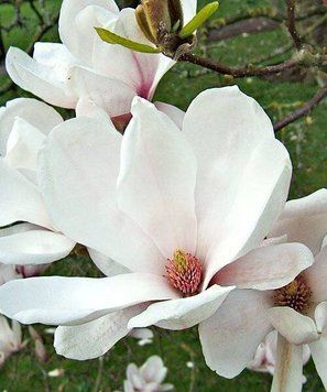 Magnolia soulangeana 'Alba Superba' - Магнолія суланджа 'Alba Superba' 000007386#306539    фото