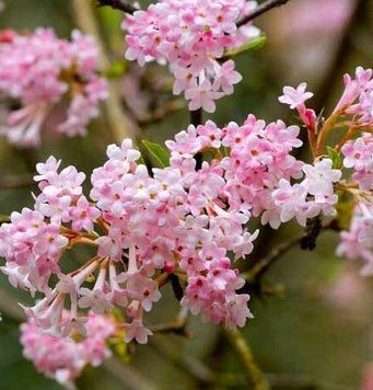 Viburnum bodnantense 'Dawn' - Калина боднантенська 'Dawn' 000007386#310753    фото