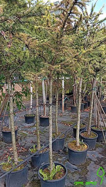 Larix decidua 'Little Boggle' - Модрина європейська 'Little Boggle' 000007386#306067    фото