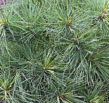 Pinus strobus "Radiatа" - Сосна Веймутова "Radiatа" 000006818#300522    фото