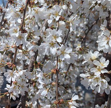 Prunus 'Snow Fontaine' - Вишня декоративна 'Snow Fontaine' 000007386#308800    фото