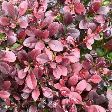 Berberis thunbergii 'Atropurpurea' - Барбарис Тунберга 'Atropurpurea' 000007386#303027    фото