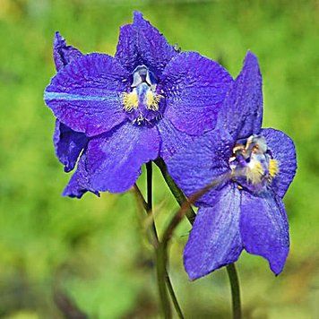 Delphinium 'Atlantis (Дельфіній) 000007386#347065    фото