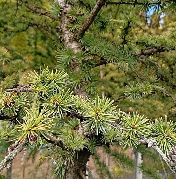 Larix decidua 'Little Boggle' - Модрина європейська 'Little Boggle' 000007386#306067    фото