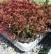 Sedum в асортименті (Очиток) 000002602#000008643 фото 2