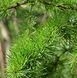 Larix decidua 'Little Boggle' - Модрина європейська 'Little Boggle' 000007386#306067    фото 1