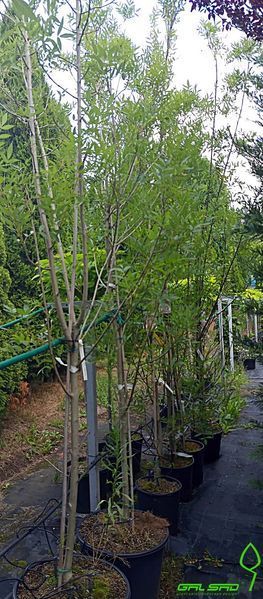 Fraxinus angustifolia "Raywood" - Ясен вузьколистий "Raywood" 000007386#304820    фото