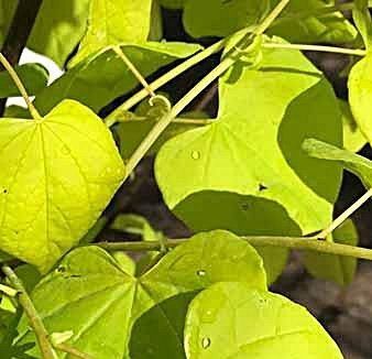 Церсис канадський "Хетс оф голд" - Cercis canadensis 'Hearts of Gold' h0.5-0.6m, Co 45 000006664#300339    фото