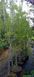 Fraxinus angustifolia "Raywood" - Ясен вузьколистий "Raywood" 000007386#304820    фото 2