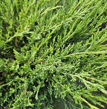 Juniperus horizontalis 'Andora Compacta' - Ялівець горизонтальний 'Andora Compacta' 000000079#000007149 фото