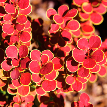Berberis thunbergii 'Orange" - Барбарис Тунберга 'Orange" 000007386#303089    фото