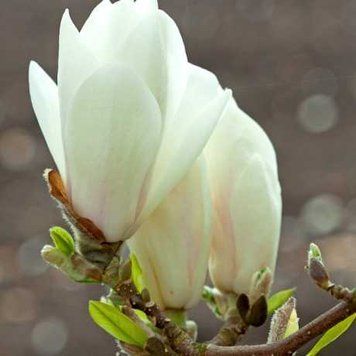 Magnolia soulangeana 'Superba' - Магнолія суланджа 'Superba' 000007386#306545    фото