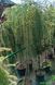 Larix kaempferi 'Stiff Weeping' - Модрина японська 'Stiff Weeping' 000007386#306094    фото 2