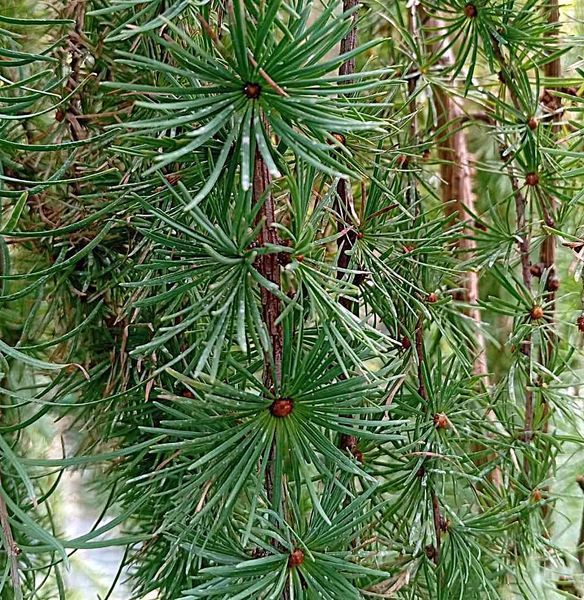 Larix kaempferi 'Stiff Weeping' - Модрина японська 'Stiff Weeping' 000007386#306094    фото