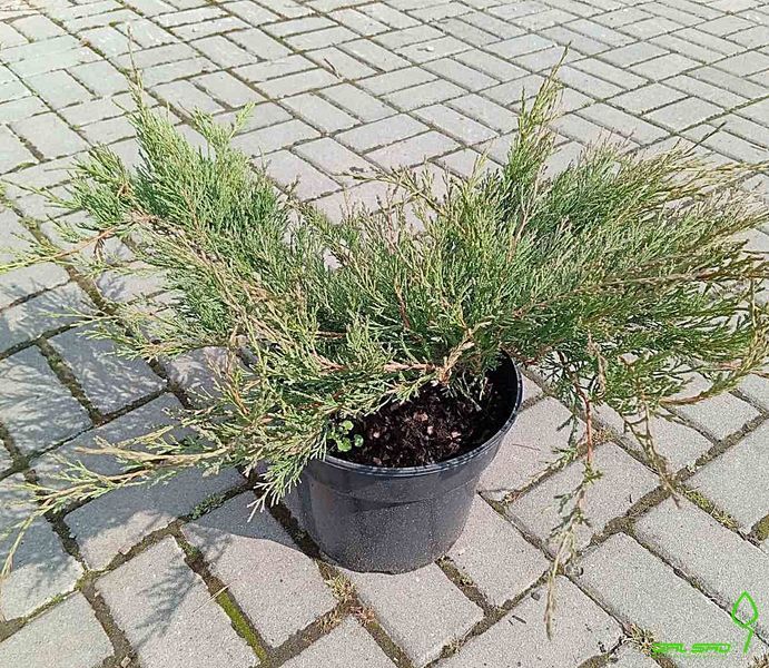 Juniperus horizontalis 'Andora Compacta' - Ялівець горизонтальний 'Andora Compacta' 000000079#000007149 фото