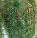 Larix kaempferi 'Stiff Weeping' - Модрина японська 'Stiff Weeping' 000007386#306094    фото 3